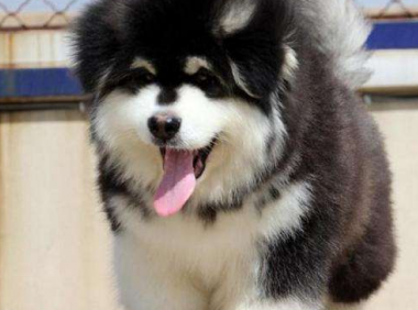 如何训练阿拉斯加幼犬?这些方法用了吗