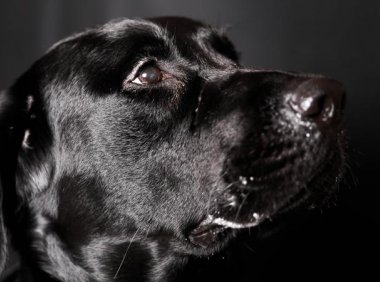 狗得了皮肤病怎么治？这个要分情况