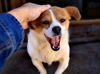 狗狗拉稀怎么治？试试土办法