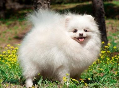 博美犬聪明还是泰迪聪明？来了解下这二个萌宠