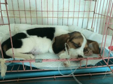 肠套叠怎么治疗？常见的做法就是这样