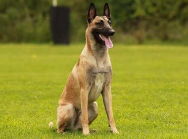 马犬怎样训练？好的办法会事半功倍