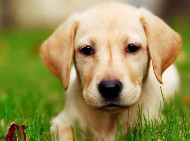 拉布拉多晚上一直叫怎么办?这样应对解决尴尬