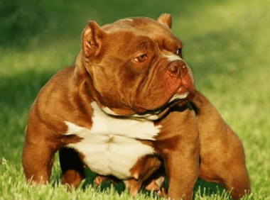 恶霸犬什么颜色贵,它到底是什么“恶霸”