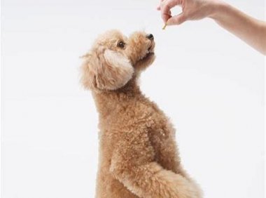 贵宾犬得了细小怎么办?这几个阶段很重要