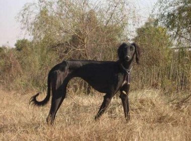 最好的猎犬是什么犬?对比一下就知道了