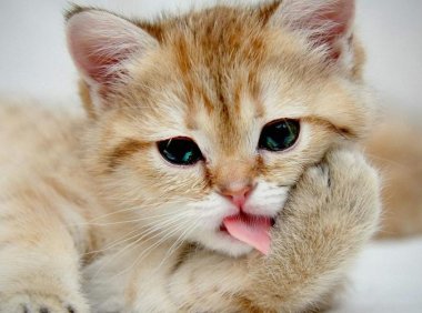 猫咪吃蛋黄有什么好处？其实没有什么特别的好处