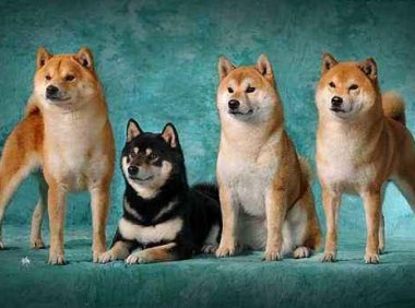 柴犬是什么狗,它的性格是什么样