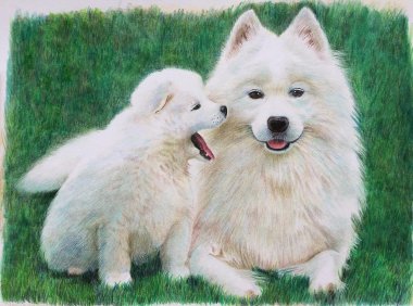 萨摩耶食量大吗，它的胃真的是无底洞吗？