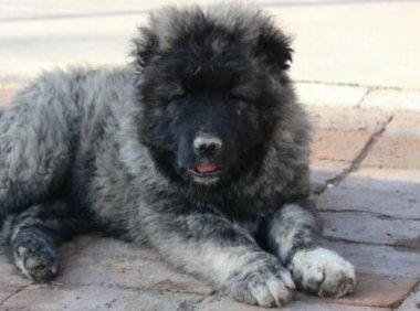 高加索幼犬怎么喂养？详细的喂养知识