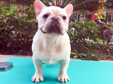 狗狗为什么呕吐？需要你仔细观察