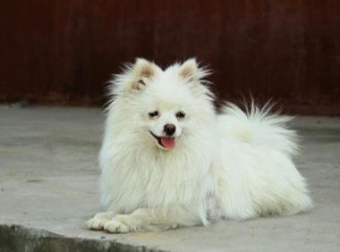 博美宠物狗不舒服的表现,首要的就是精神方面