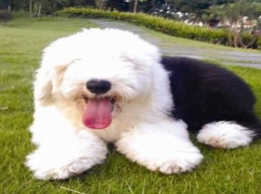 古牧犬优缺点,爱屋及乌就是这感觉