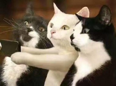 猫得了猫癣怎么办？第一步就隔离起来