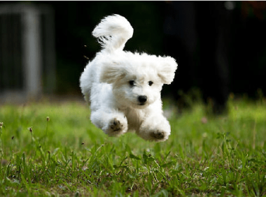 比熊犬吃什么!这样喂才会茁壮成长~