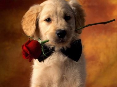 金毛犬几个月开始训练,正常情况下是这样的