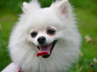 博美犬标准体重身高，正常就是这样的