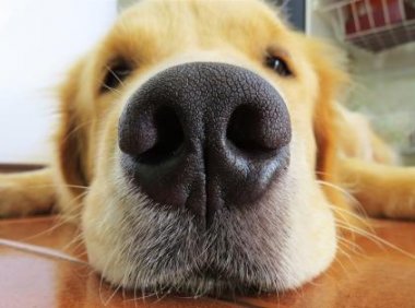 狗鼻子为什么是湿的?这五种情况是属于正常