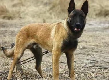 马犬拉肚子不吃东西，这些方法赶快用