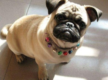 巴哥犬怎么看品相?这几点气质很重要