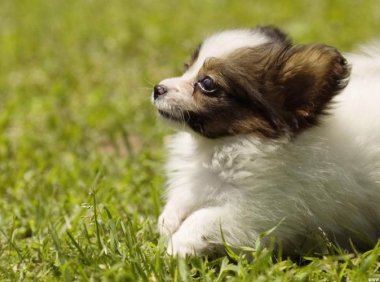 小狗掉毛是怎么回事，想搞清楚原因看这边