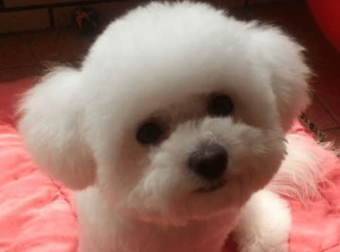 比熊犬怎么训练,掌握这些搞定它并不难