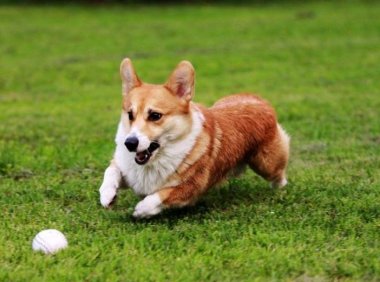 柯基为什么要断尾?一起来了解下这个缘由