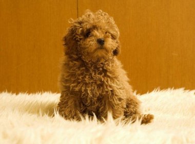 泰迪狗怎么训练,试试这三招