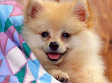 狗狗生病的症状,这些就是常见的