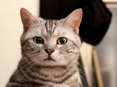 猫为什么要绝育,看完这些你自然就懂了