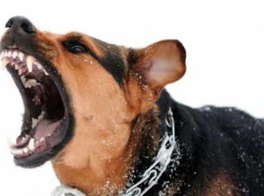 打狂犬疫苗注意事项?这些小措施你了解吗