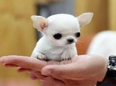 吉娃娃一般什么人养？当然是喜欢它的人养啊