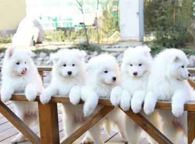 狗能吃冰淇淋吗?想吃就给它吃一点吧