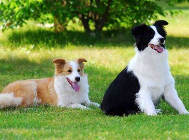 牧羊犬怎么样训练?  优不优秀就看你怎么训了