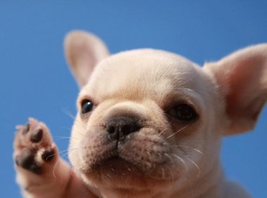 刚出生的小狗怎么喂养?在饮食上要多加注意