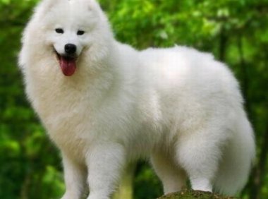 萨摩耶能长多高？看完打消你的疑虑