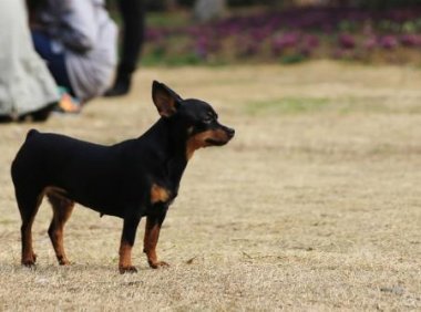 小鹿犬怎么样?给你一份详细的介绍