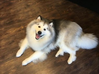 阿拉斯加犬狗粮多少钱?一顿吃多少合适