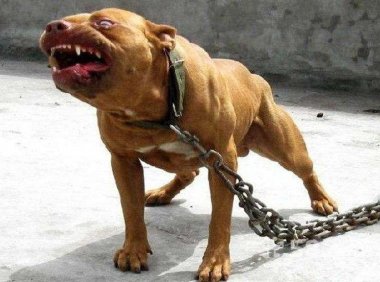 比特犬知道护主人吗？这点无需质疑