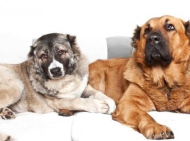 高加索犬训练方法,简单两步搞定它