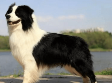 边境牧羊犬为什么养的人少?看完你会不会沉默