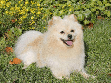 博美补钙吃什么好?饮食为主药物为辅