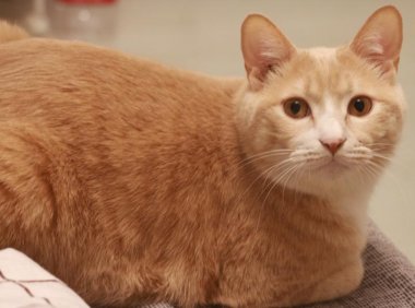 橘猫为什么那么胖?吃的多了自然胖