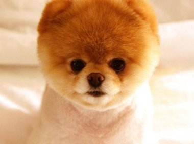 狗皮肤病的治疗方法,了解一二