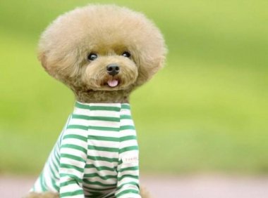 泰迪怎么看纯不纯?国际认可的标准你看下