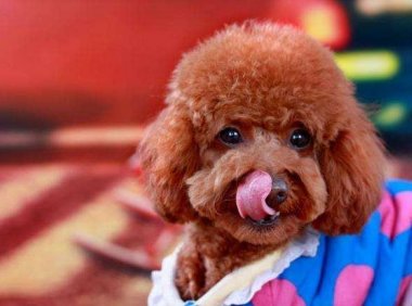 狗狗口臭该怎么办?找到原因才好治本