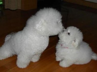 比熊犬喜欢吃什么？喜欢吃的东西可多了