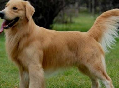 金毛犬吃什么，健康饮食很重要