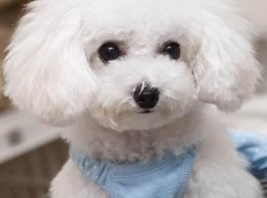 狗癣传染人吗？常识性的问题要多留心