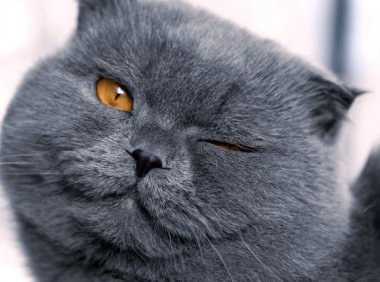 猫受伤了能自愈吗？九命猫可不是白叫的